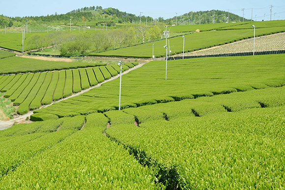 ヤマチョウの深蒸し茶