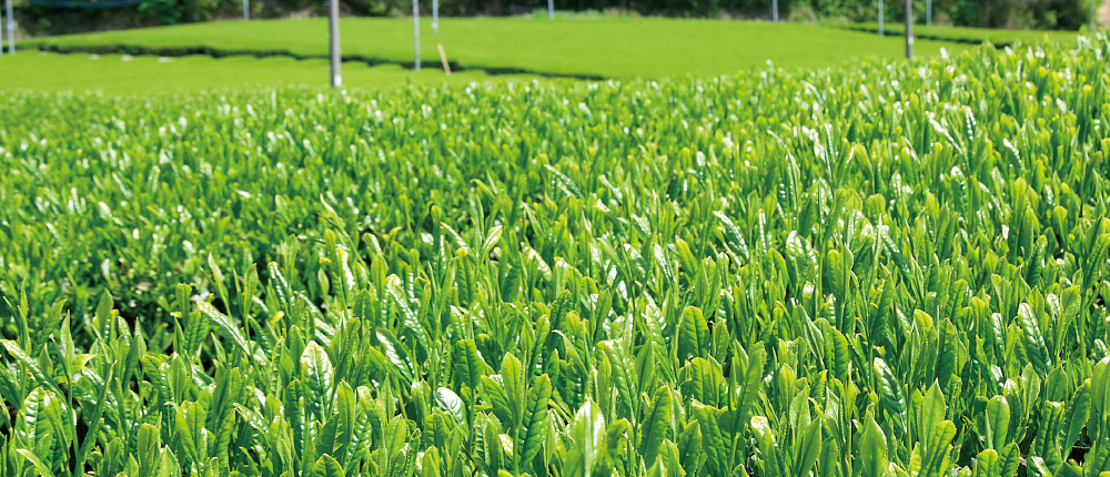 お茶について詳しく知る