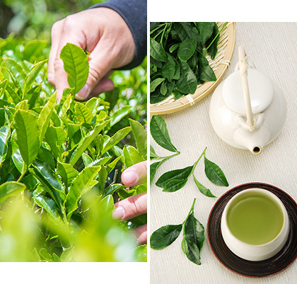 100年先を見据えた、日本茶のこれから