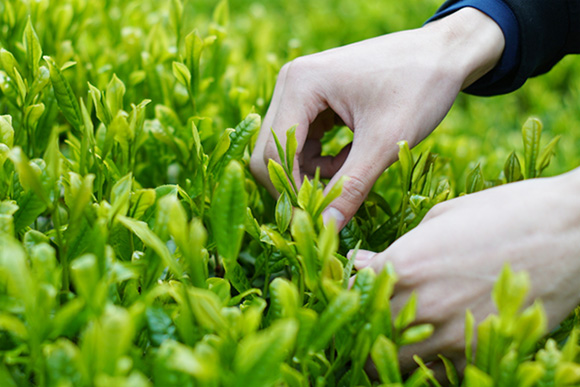 産地のこだわり ヤマチョウの長い歴史